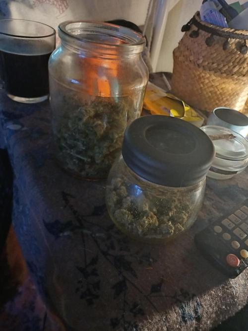 Divine Seeds Auto Pablo Escobar. Week 12