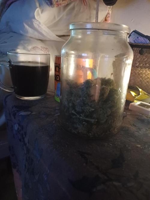 Divine Seeds Auto Pablo Escobar. Week 12