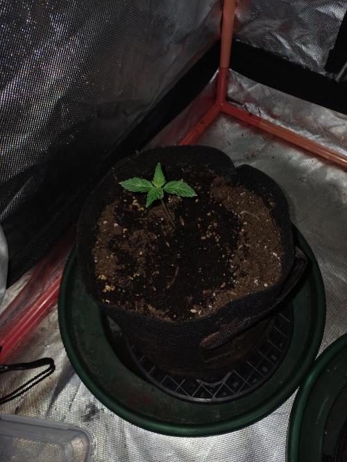 Melon Mosh Smart Grow. Week 0