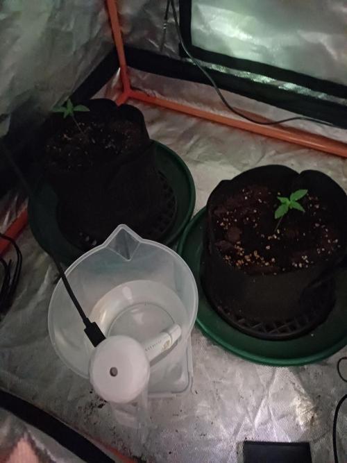 Melon Mosh Auto. Week 0