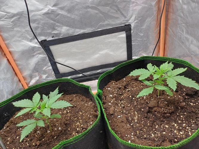 Melon Mosh Smart Grow. Week 2