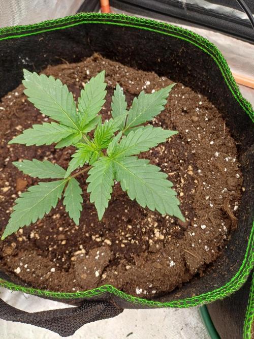 Melon Mosh Smart Grow. Week 2
