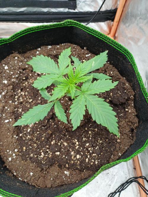Melon Mosh Smart Grow. Week 2