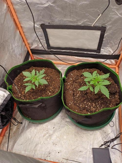 Melon Mosh Auto. Week 2