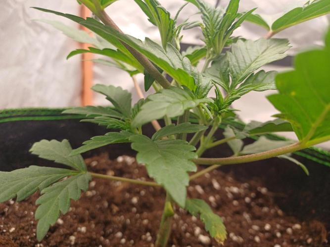 Melon Mosh Smart Grow. Week 3
