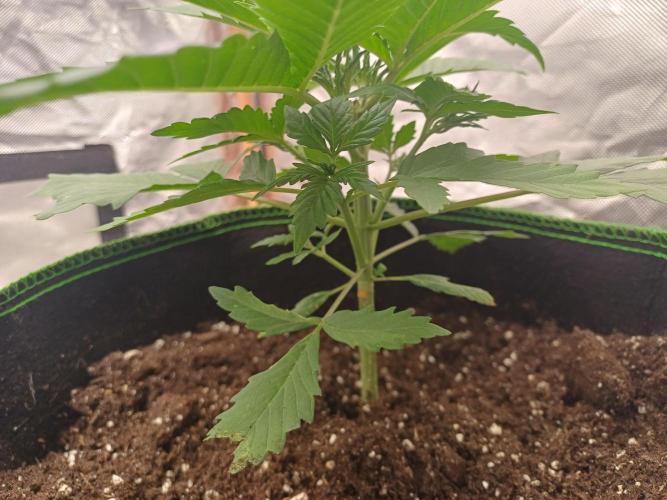 Melon Mosh Smart Grow. Week 3