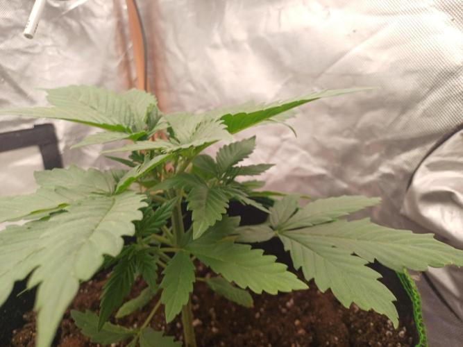 Melon Mosh Smart Grow. Week 3