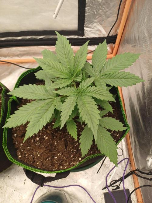 Melon Mosh Smart Grow. Week 3