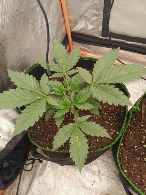 Melon Mosh Smart Grow. Week 3