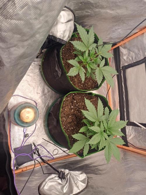 Melon Mosh Smart Grow. Week 3