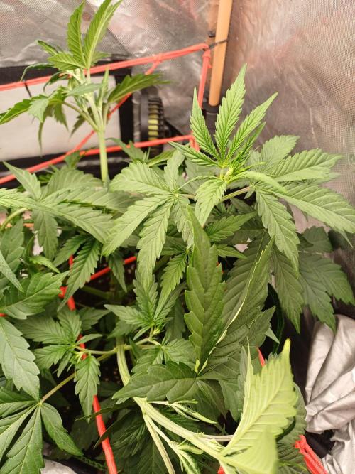 Melon Mosh Smart Grow. Week 4