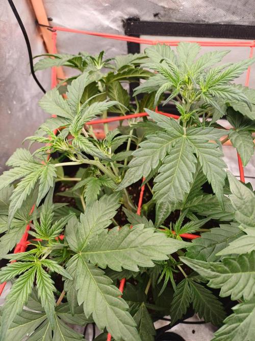 Melon Mosh Smart Grow. Week 4