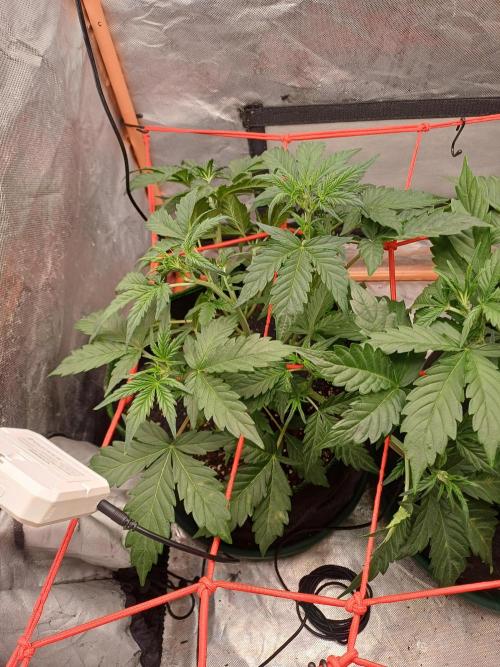 Melon Mosh Smart Grow. Week 4