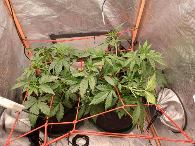 Melon Mosh Smart Grow. Week 4