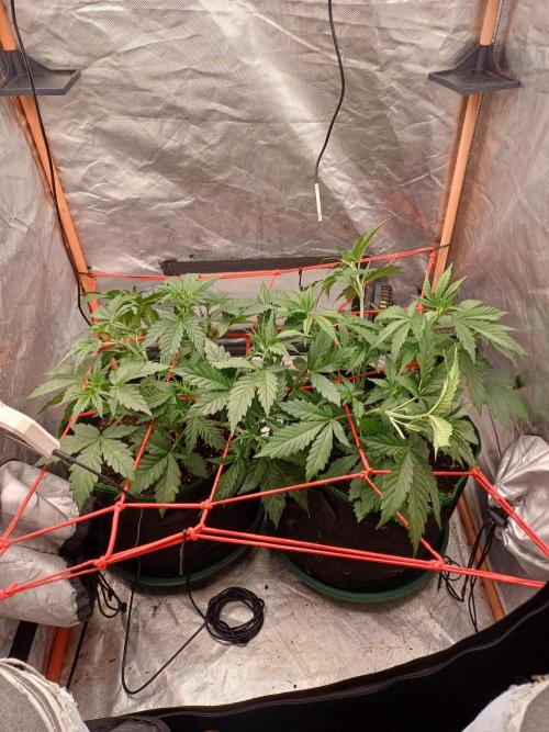 Melon Mosh Smart Grow. Week 4