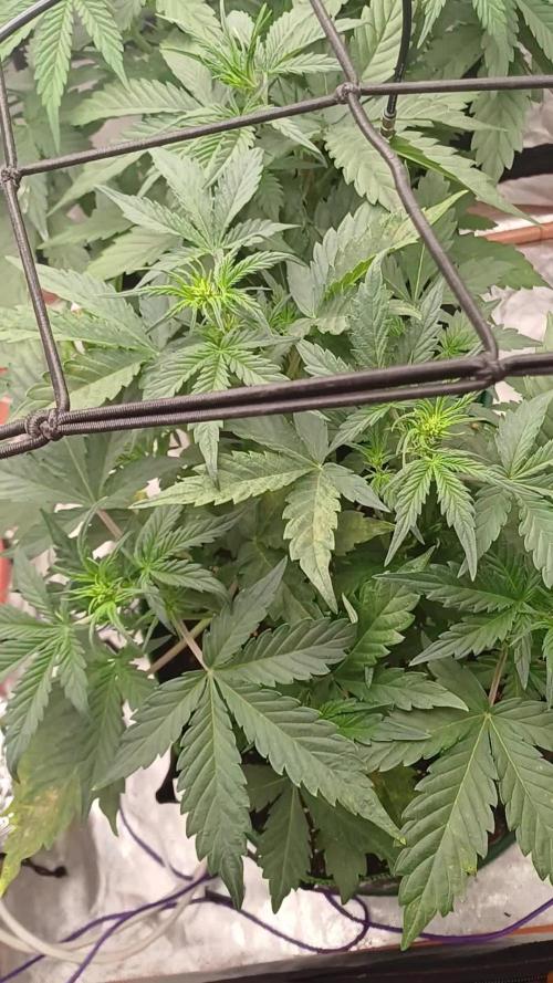 Melon Mosh Smart Grow