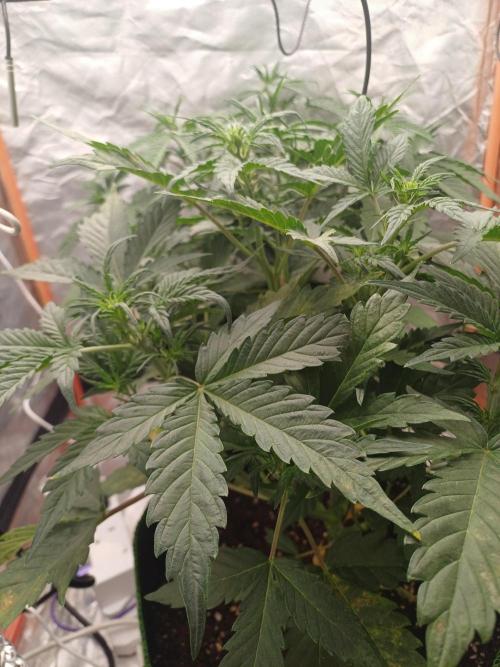 Melon Mosh Smart Grow. Week 4