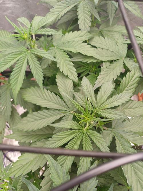 Melon Mosh Smart Grow. Week 4