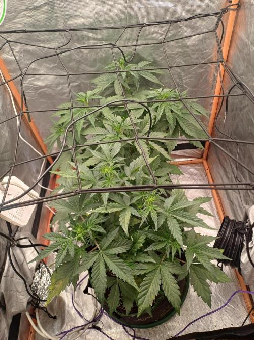 Melon Mosh Smart Grow. Week 4