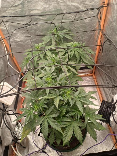Melon Mosh Smart Grow. Week 4