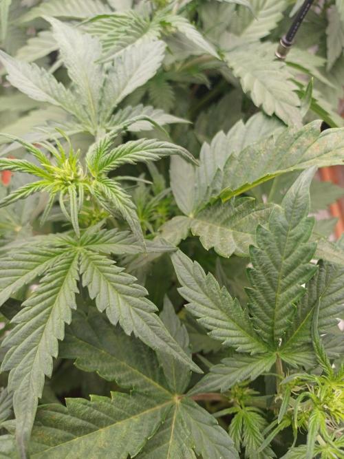 Melon Mosh Smart Grow. Week 4