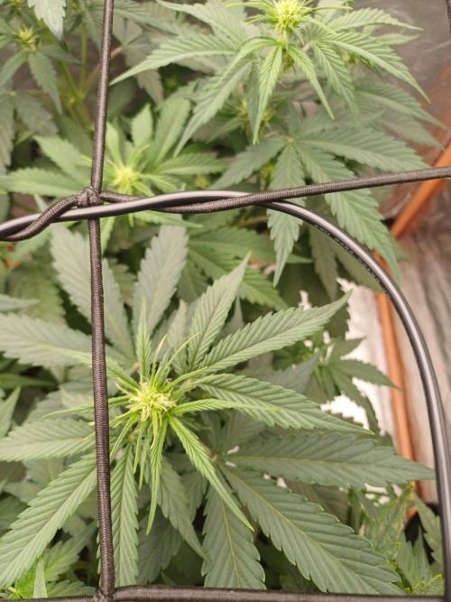 Melon Mosh Smart Grow. Week 5
