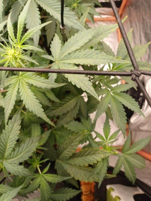 Melon Mosh Smart Grow. Week 5