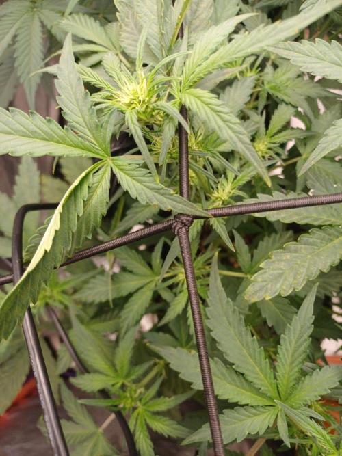 Melon Mosh Smart Grow. Week 5