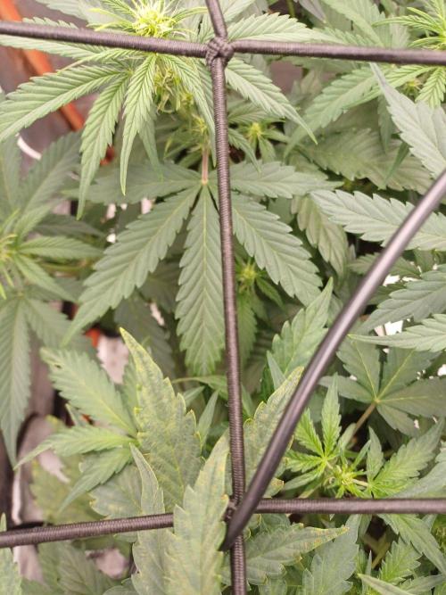 Melon Mosh Smart Grow. Week 5