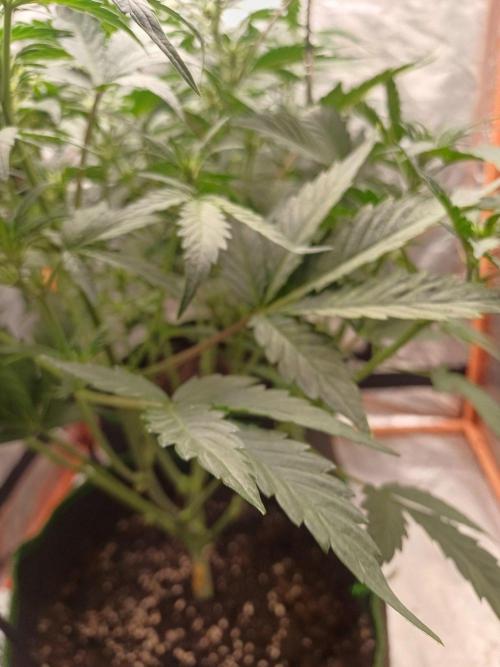Melon Mosh Smart Grow. Week 5