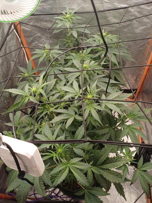 Melon Mosh Smart Grow. Week 5