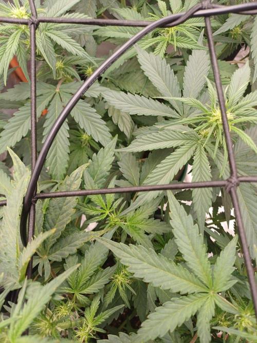 Melon Mosh Smart Grow. Week 5