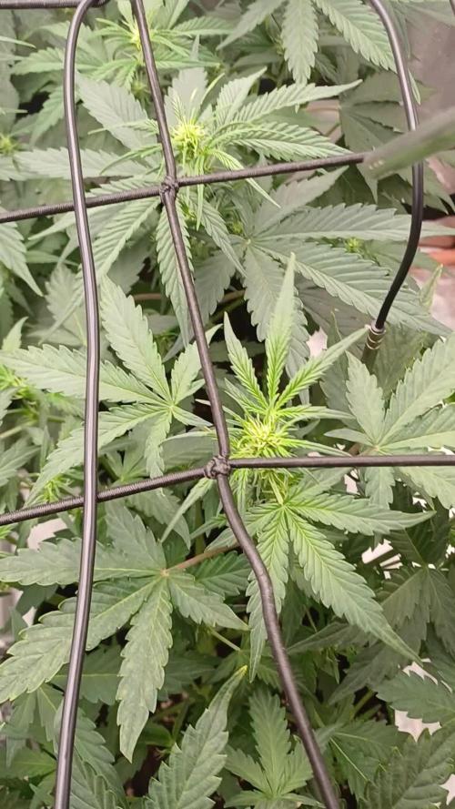 Melon Mosh Smart Grow