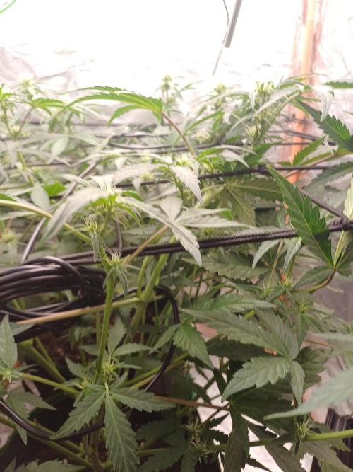 Melon Mosh Smart Grow. Week 6