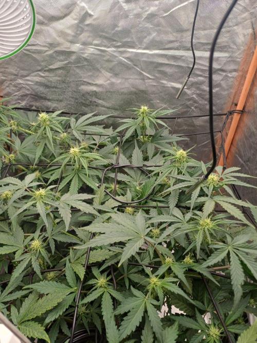 Melon Mosh Smart Grow. Week 6