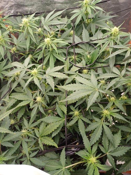 Melon Mosh Smart Grow. Week 6