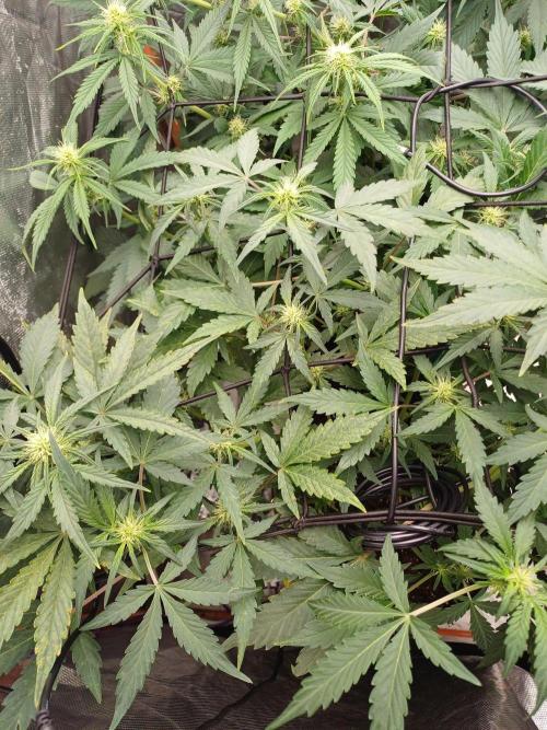 Melon Mosh Smart Grow. Week 6