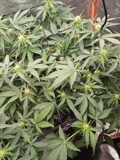 Melon Mosh Smart Grow. Week 6