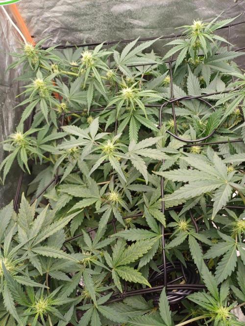 Melon Mosh Smart Grow. Week 6