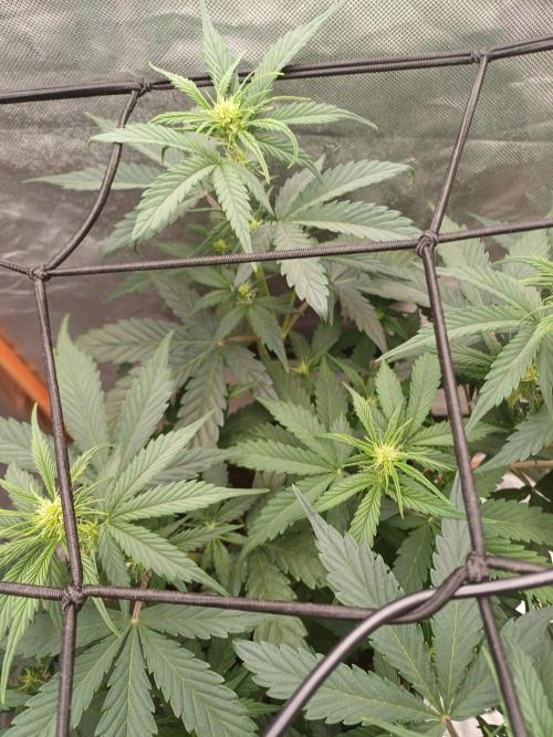 Melon Mosh Smart Grow. Week 6