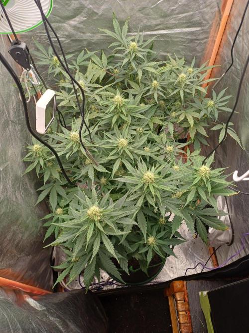 Melon Mosh Smart Grow. Week 7