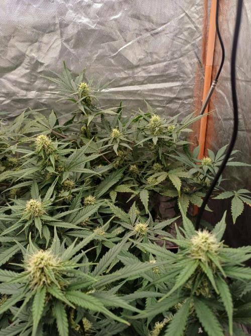 Melon Mosh Smart Grow. Week 7