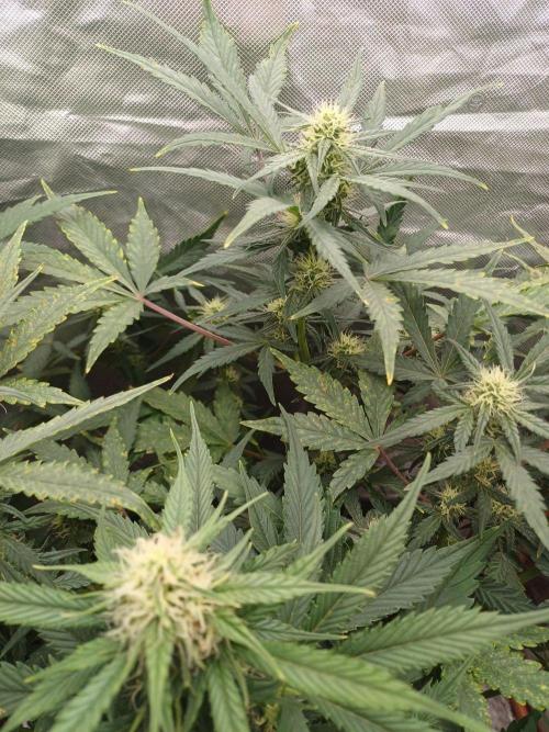 Melon Mosh Smart Grow. Week 7