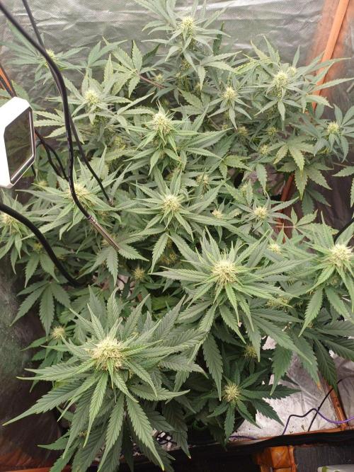 Melon Mosh Smart Grow. Week 7