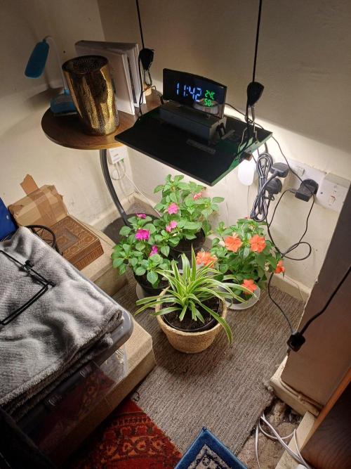 Melon Mosh Smart Grow. Week 7