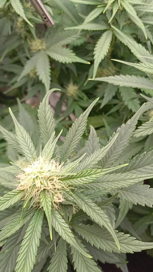 Melon Mosh Smart Grow