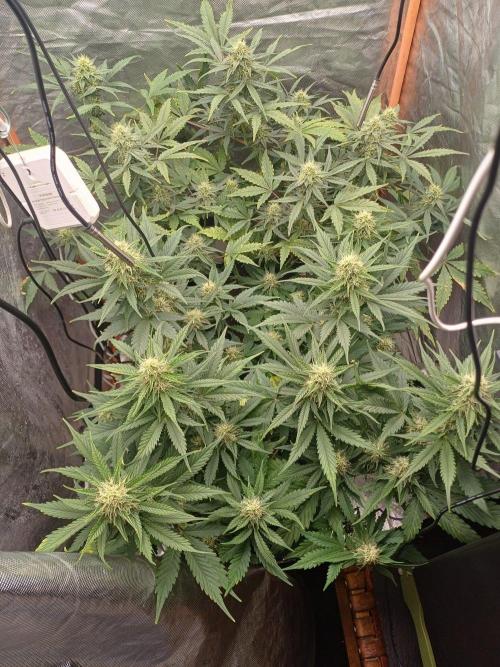 Melon Mosh Smart Grow. Week 8