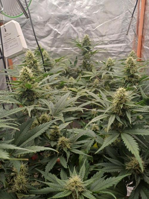 Melon Mosh Smart Grow. Week 8