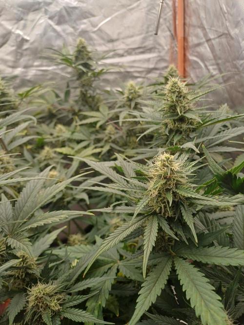 Melon Mosh Smart Grow. Week 8
