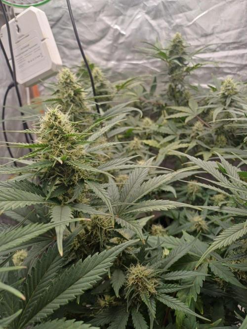 Melon Mosh Smart Grow. Week 8